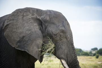 Bull Elephant Eating Grass, Tarangire