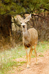 Mule Deer Doe in the Colorado Springtime