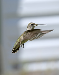 Hummingbird HB B9