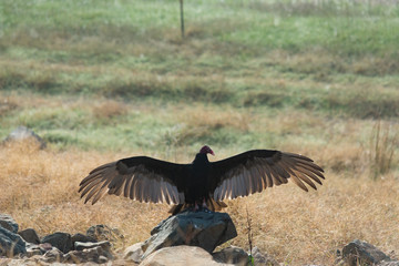 Vulture basking in the sun with wins held wide open.  Interesting behavior.  