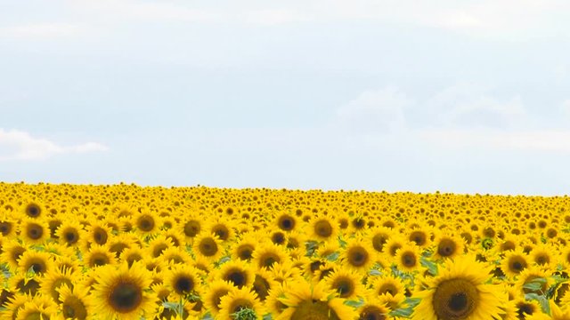 yellow field of sunflowers in the evening on a background of blue sky, agricultural crops