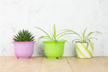 Potted plants on wood