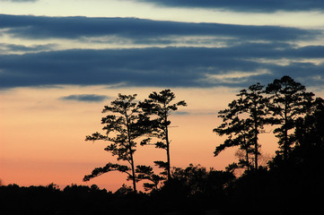 Obraz premium pine tree silhouette against dusk sky