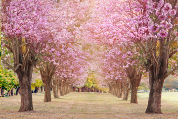 Pink trumpet tree landscape.