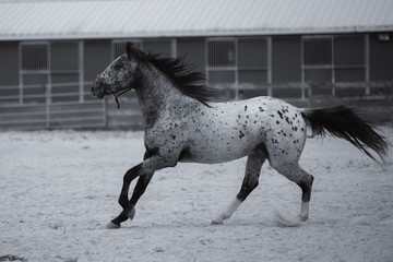 Appaloosa Stalion