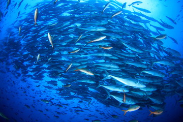 群　魚