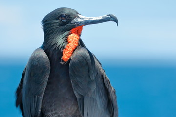 鳥　イケメン