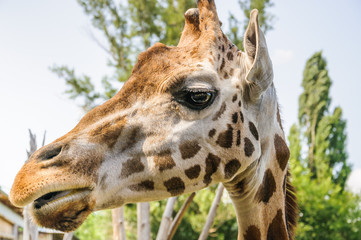Rothschild's Giraffe head (Giraffa camelopardis rothschildi) closeup