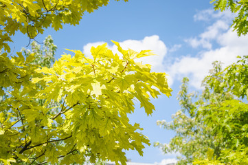 Branch of Aurea red Oak (Quercus rubra Aurea) on a background of blue  sky during summer Sunny weather. Decorative form with light green leaves with dark veins © aleoks
