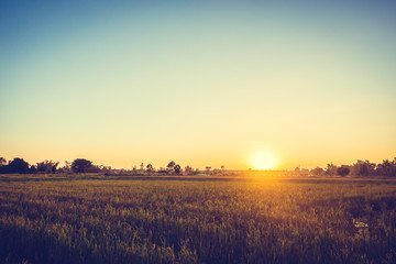 Rice field with sunset