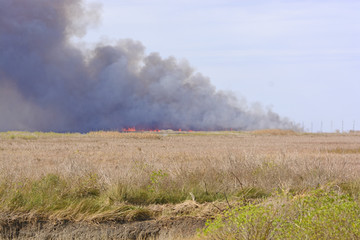 Fototapeta na wymiar Flames in a Wildfire in the Bayou