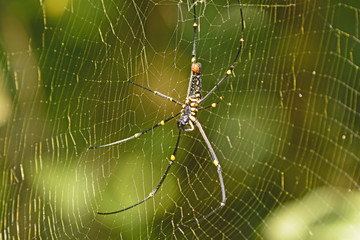 Northern Golden Orb Weaver Spider