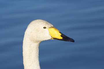 オオハクチョウ　横顔　瞬膜