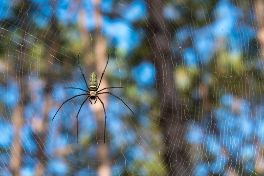 Spider on spider web in forest