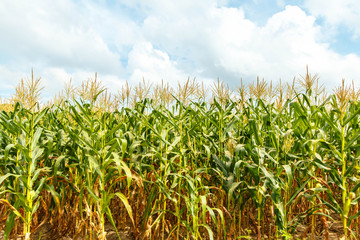 Fototapeta premium Young cob corn on the stalk.