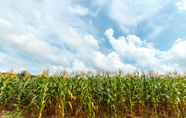 Obraz premium Young cob corn on the stalk.