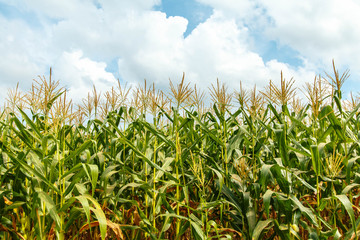 Young cob corn on the stalk.