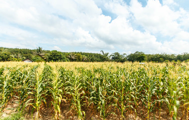 Fototapeta na wymiar Young cob corn on the stalk.