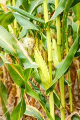 Young cob corn on the stalk.