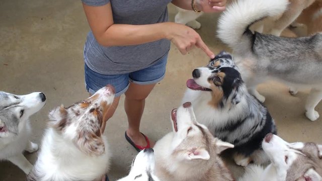Group of Siberian Husky Dog Waiting for Command