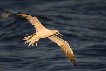 Flying Gannet in Morning Sun
