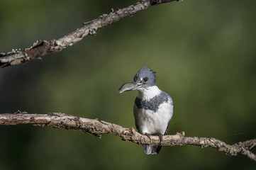 Belted Kingfisher and Fish