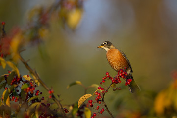 American Robin and Berries