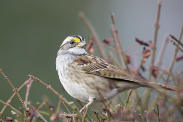 White-throated Sparrow