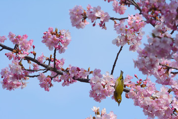 桜の花とメジロ　青空背景
