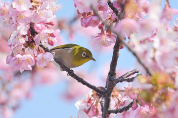 桜の花とメジロ　青空背景
