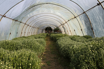 chrysanthemums in a greenhouse