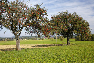 rural landscape: meadow, cows and apple trees
