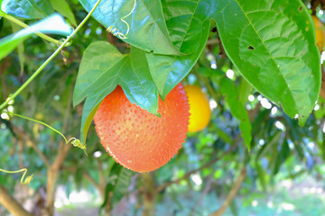 Gac fruit, Baby Jackfruit, Spiny Bitter Gourd, Sweet Grourd or C