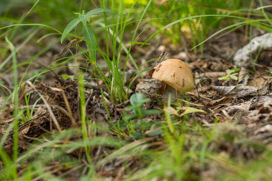 russula, mushroom with a yellow hat in the grass