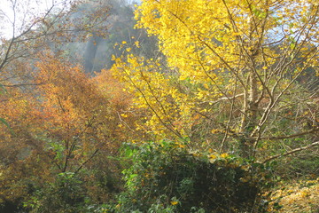 大分県　耶馬渓　紅葉