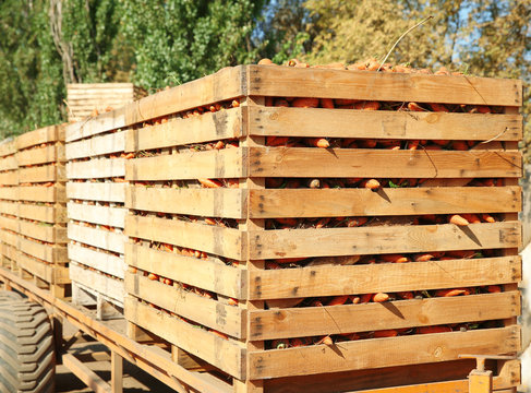 Wooden crates with freshly harvested carrots