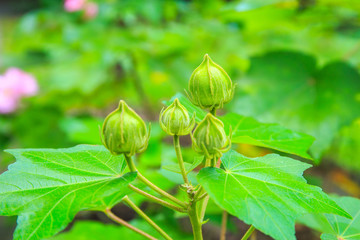 budding flowers with water or rain drops