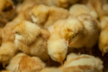Newborn Chicks