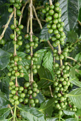 Green coffee beans on stem.