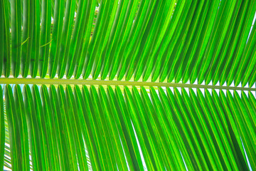 coconut leaves background texture.
