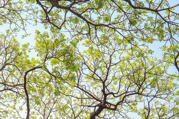 Big tree branch and green leaf in forest or public park.