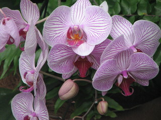Orchids