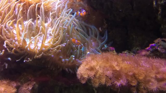 Time lapse tropical fish swim underwater in coral sea reef