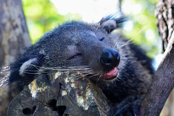 Binturong or Bearcat rest on tree branch