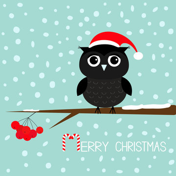 Black owl in Santa Claus hat. Cute cartoon character sitting on rowan rowanberry sorb berry tree branch. Snow flake blue background. Merry Christmas Candy cane text. Greeting card. Flat design.