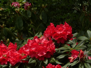 Red rhododendrons