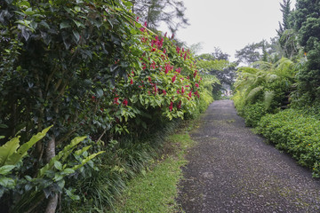 Fototapeta na wymiar Beautiful green garden in Indonesia.