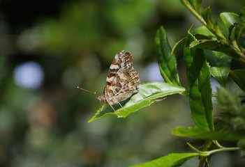 Butterfly on leaf, wings folded