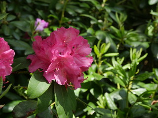 Pink rhododendron