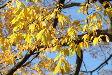 ケヤキの紅葉